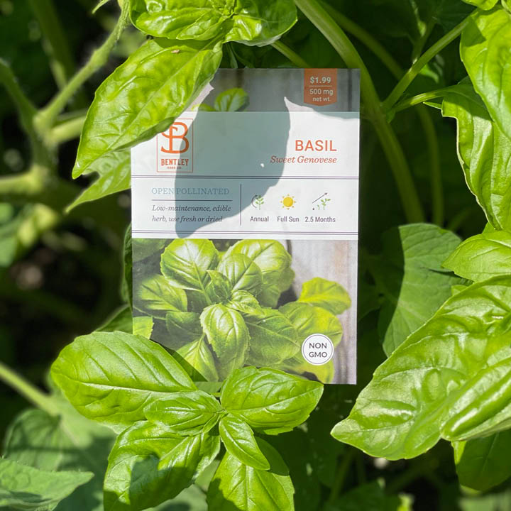 Basil, Genovese Sweet Seed Packets garden seeds