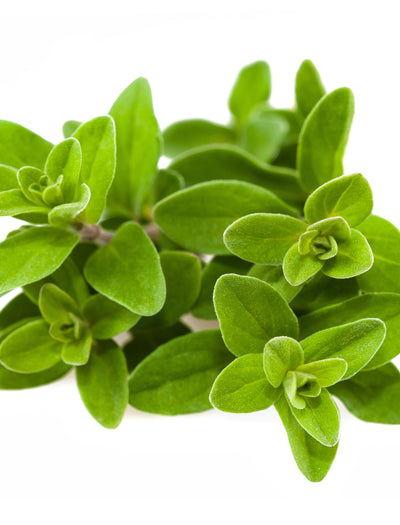 Sweet Marjoram garden seeds