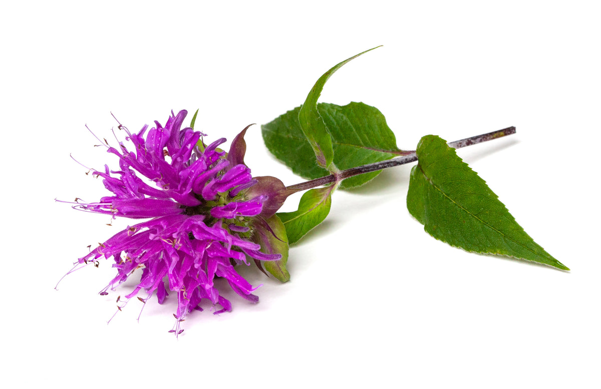 Bee Balm flower and stem on white background.