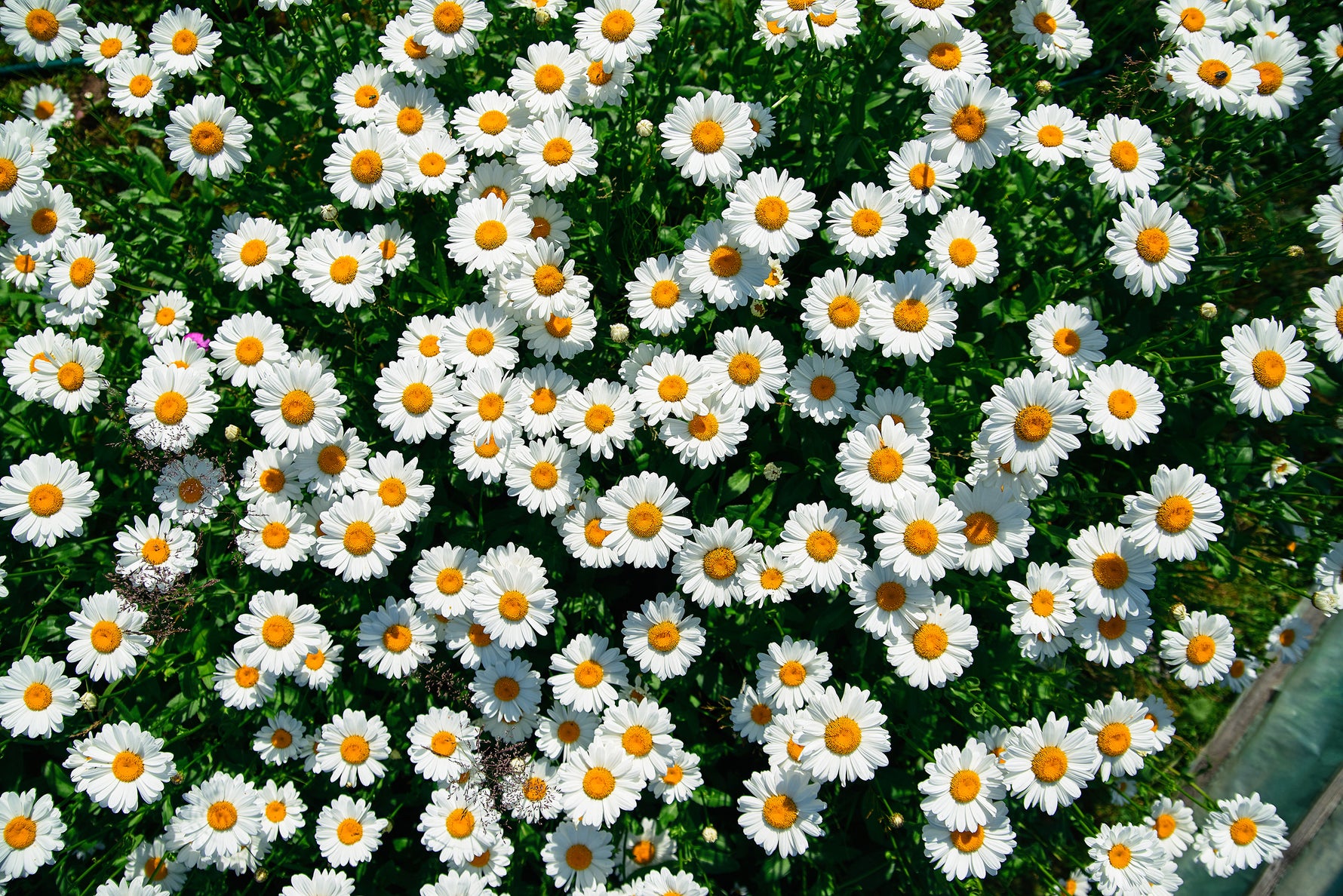 daisy flower seeds online Daisy, Shasta Daisy Seed Packets