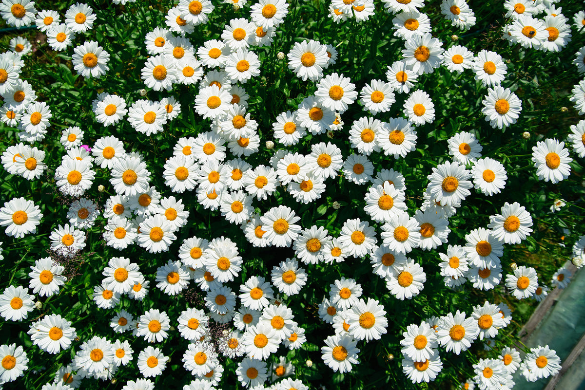 Daisy, Shasta Daisy Seed Packets seed packet