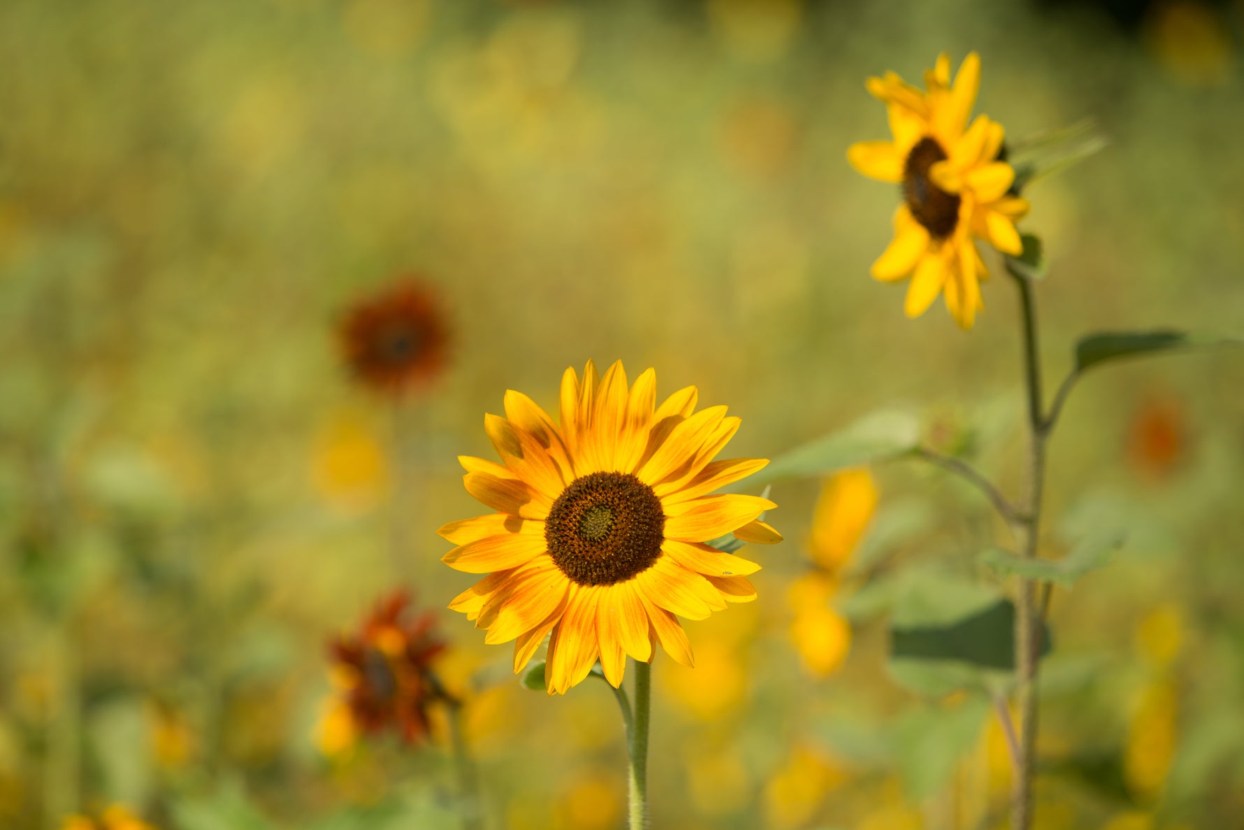 LOVE is all you need seed packet