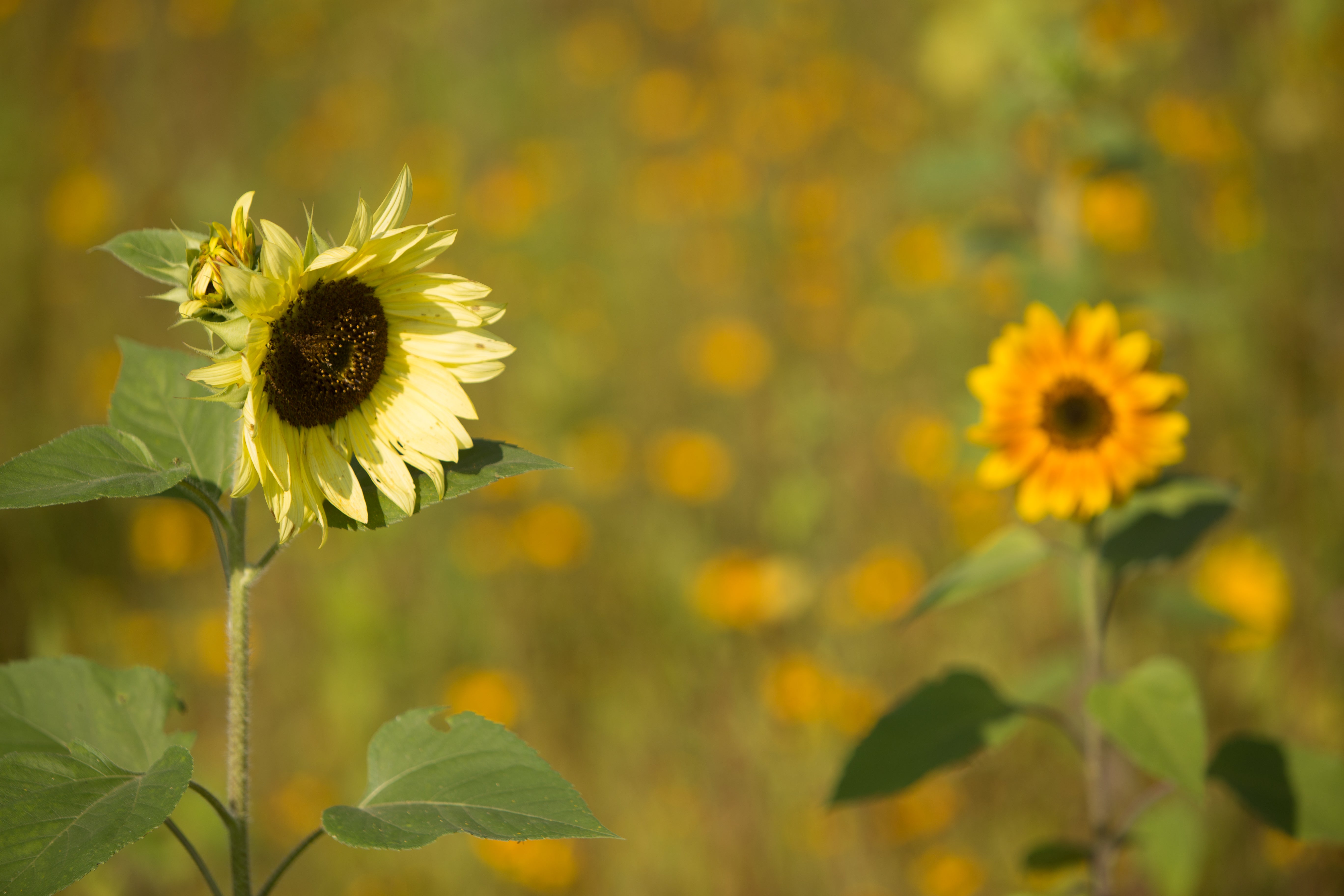 Sunflower, All Sorts Mix Seed Packets | Bentley Seeds