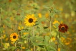 LOVE is all you need seed packet