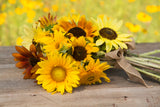 Custom Seed Packets - Hello Spring All Sorts Sunflower Mix - Bentley Seeds