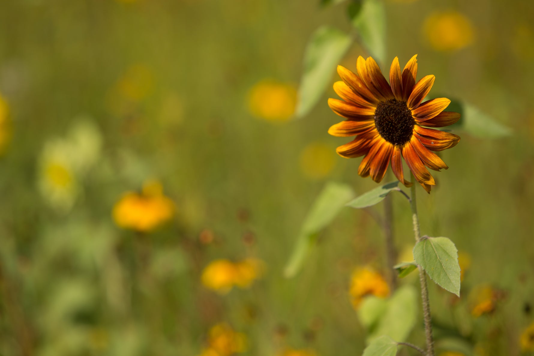 Autumn Beauty Sunflower A classic: tall with big blooms. Plus it produces lots of delicious seeds. Sunflowers are a low- maintenance flower making them ideal for the kiddos. Bentley Seeds