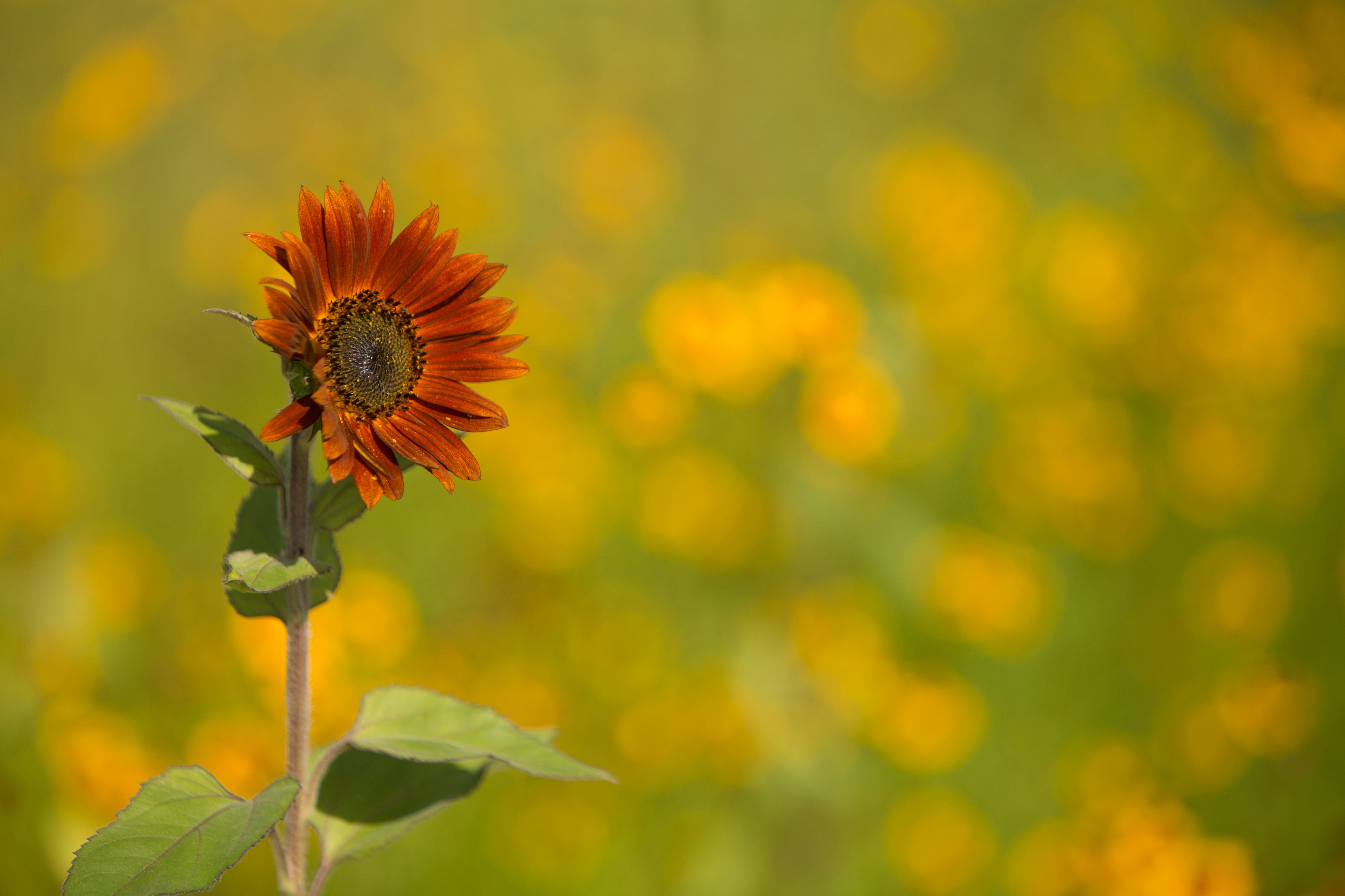 Sunflower, All Sorts Mix Seed Packets | Bentley Seeds
