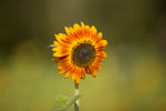 Autumn Beauty Sunflower A classic: tall with big blooms. Plus it produces lots of delicious seeds. Sunflowers are a low- maintenance flower making them ideal for the kiddos. Bentley Seeds