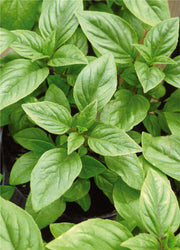 Basil, Lemon Seed Packets flower seeds