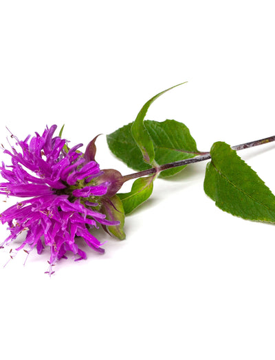 Bee Balm garden seeds