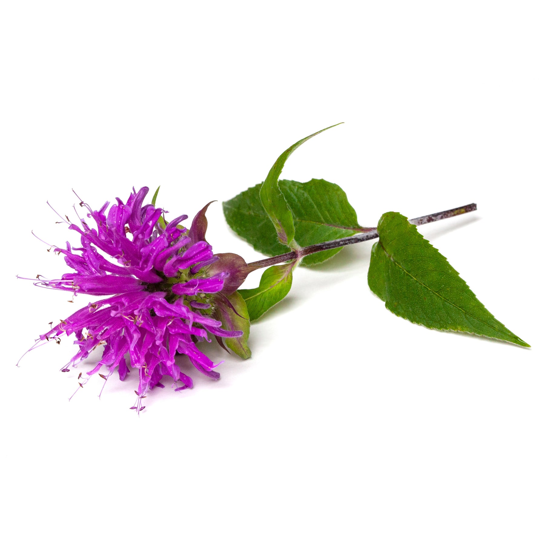 Bee Balm Seed (Bulk) - Bentley Seeds