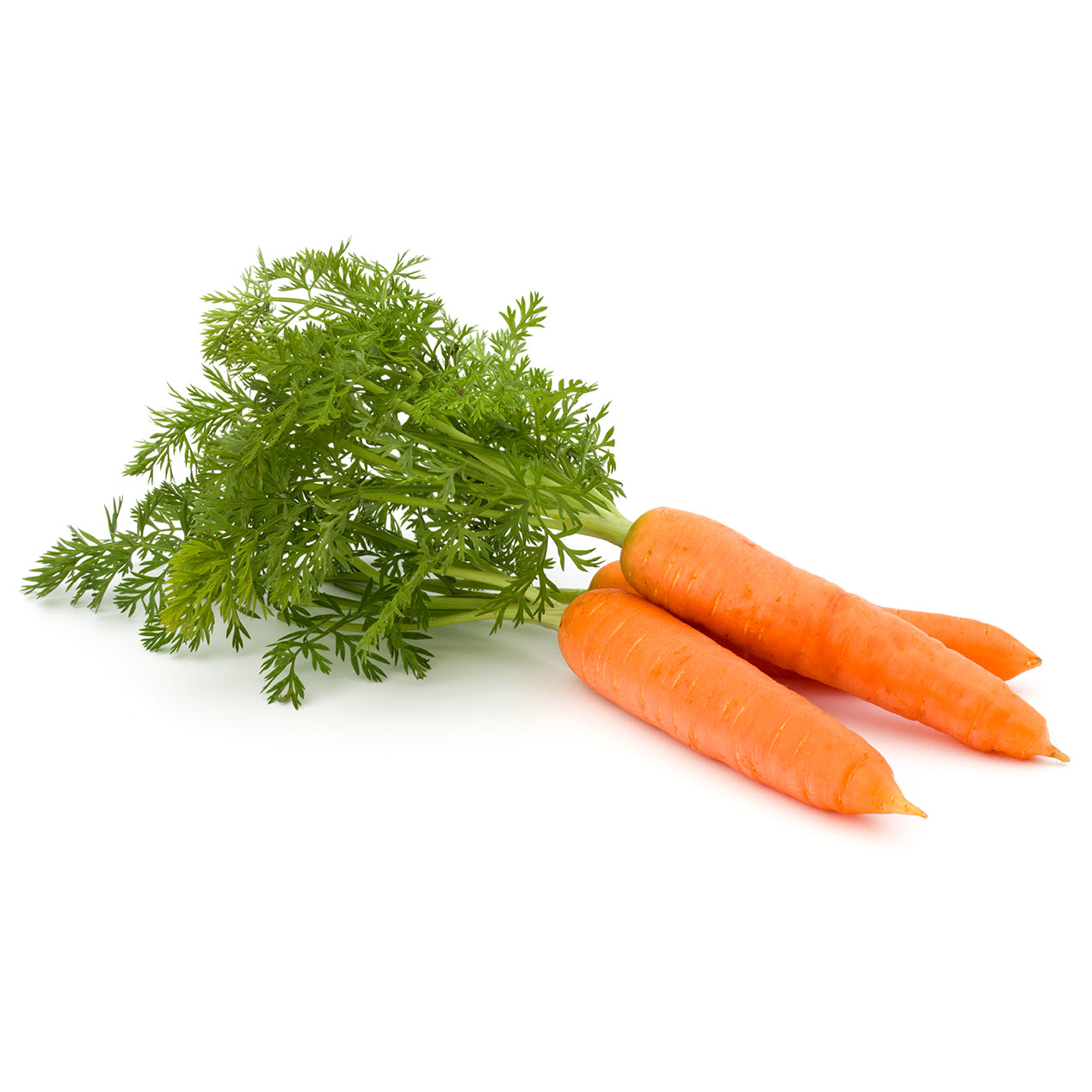 carrot Bolero - Pelleted (F1) Carrot Seed | Johnny's Selected Seeds