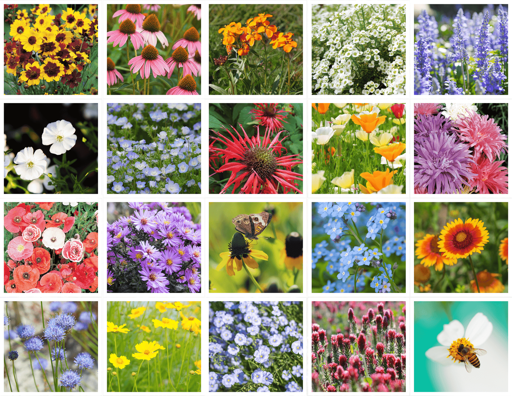 bulk wildflower seeds for bees Bee Feed Wildflower Mix