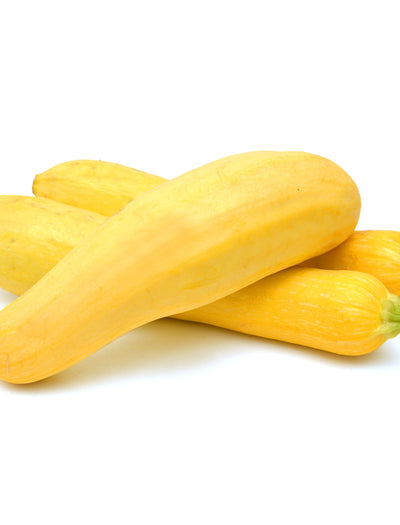 Squash, Early Prolific Straightneck garden seeds