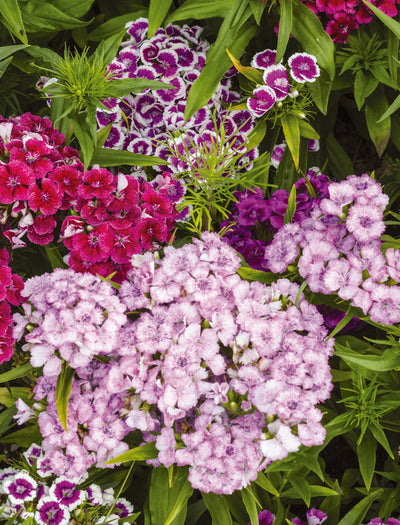 Sweet William flower seeds