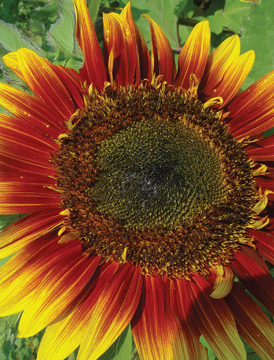 Sunflower, Autumn Beauty flower seeds