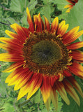 Autumn Beauty Sunflower A classic: tall with big blooms. Plus it produces lots of delicious seeds. Sunflowers are a low- maintenance flower making them ideal for the kiddos. Bentley Seeds