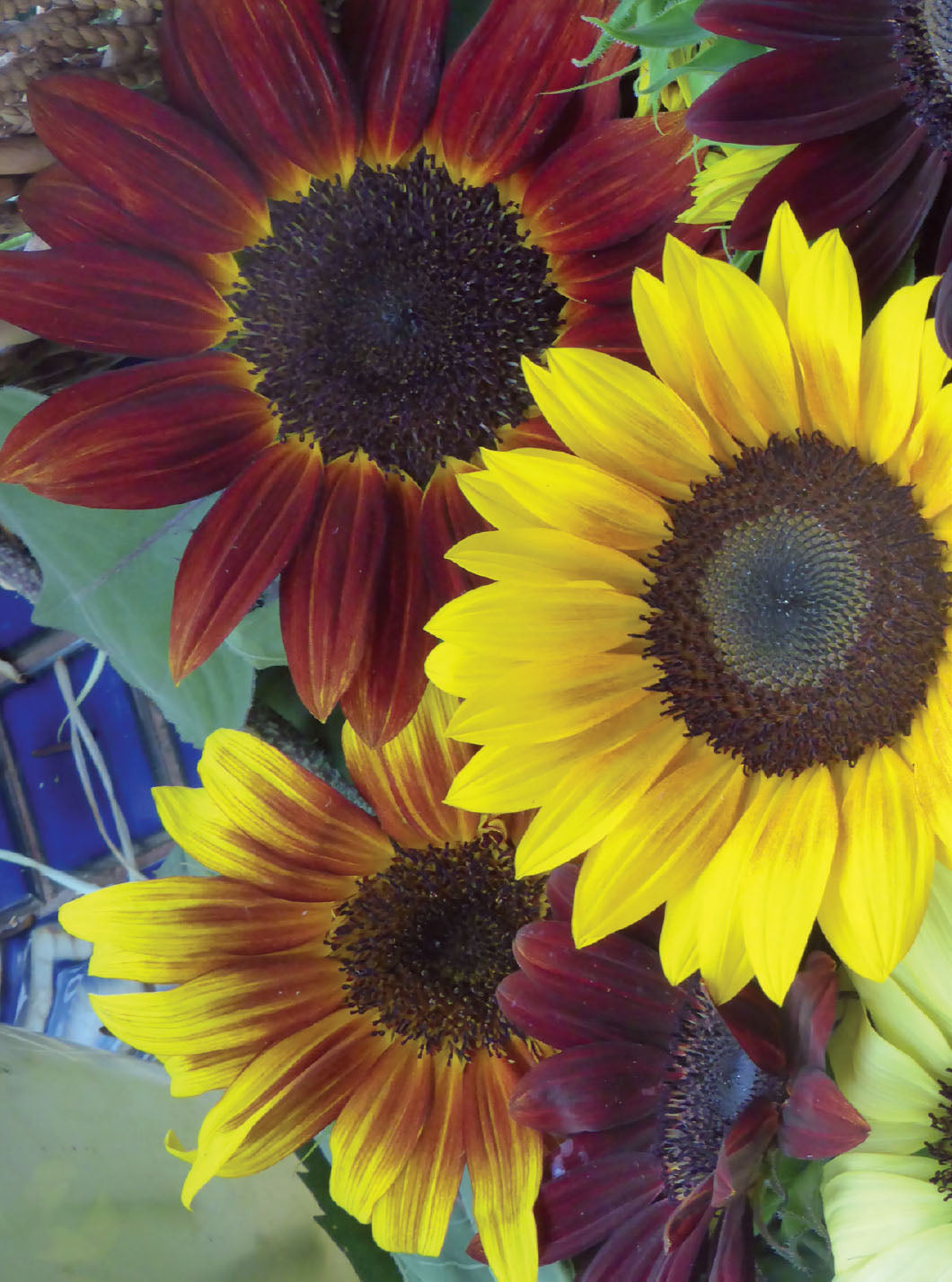 Sunflower, All Sorts Mix Seed Packets flower seeds