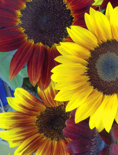 Sunflower, All Sorts Mix seed packet