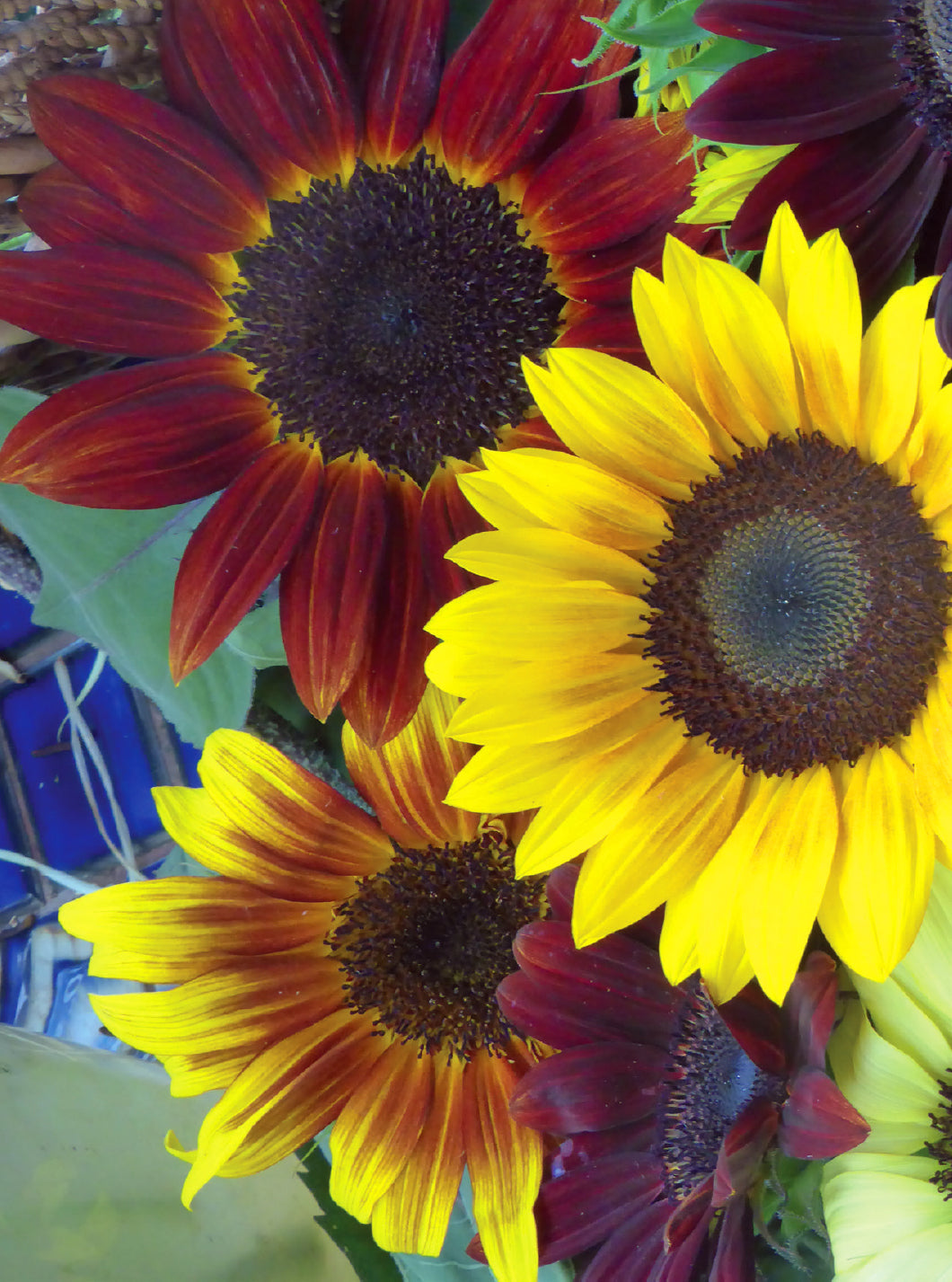 Sunflowers For Mom flower seeds