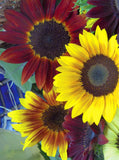 Sunflowers For Mom - All Sorts Sunflower Mother's Day Packet - Bentley Seeds