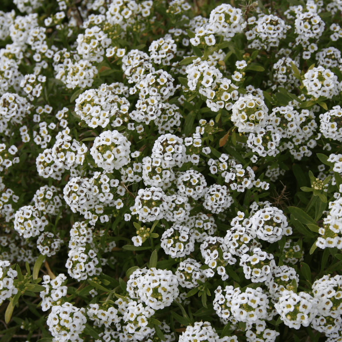 Fourth of July Red, White & Blue Flower Mix in "Star" - Bentley Seeds