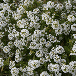 Fourth of July Red, White & Blue Flower Mix in "Fireworks" - Bentley Seeds