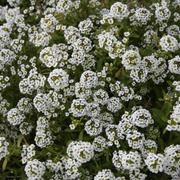 Made in the USA Circle garden seeds