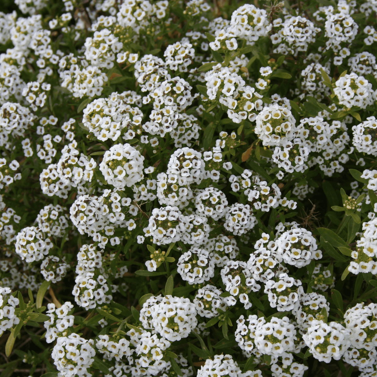 Made in the USA Circle garden seeds