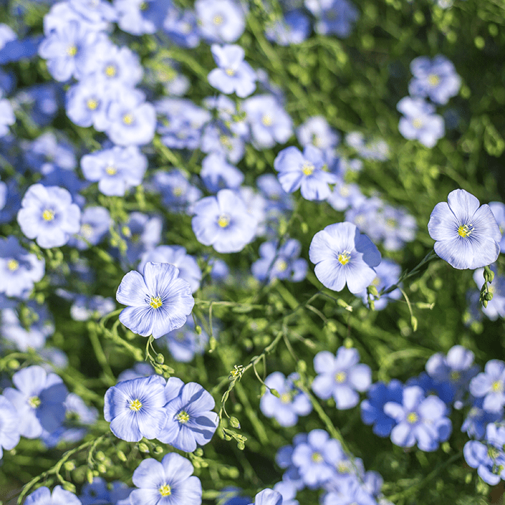 Old Glory Red, White & Blue Flower Mix in "Made in the USA" - Bentley Seeds