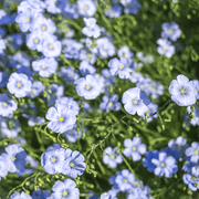 Made in the USA Circle garden seeds