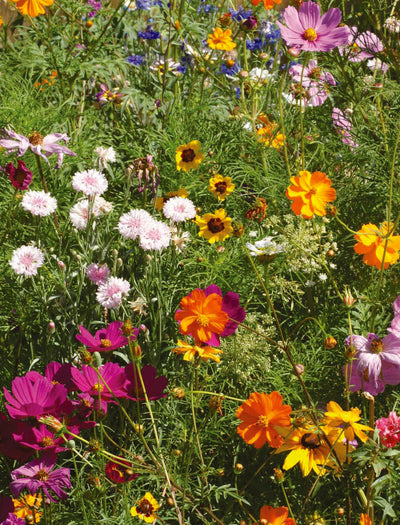 Cut Flower Wildflower Mix flower seeds