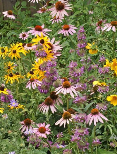Eastern Pollinator Wildflower Mix garden seeds