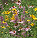 Eastern Pollinator Wildflower Mix garden seeds