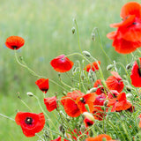 "In Our Hearts... - Remembrance/Memorial" Flanders Poppy Seed Favor - Bentley Seeds