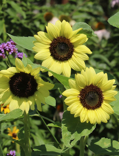 Sunflower, Lemon Queen garden seeds