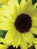 Sunflower - Lemon Queen (Bulk) - Bentley Seeds