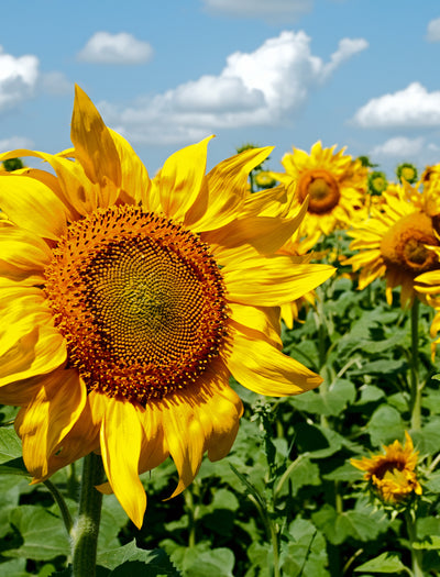 Sunflower, Mammoth seed packet