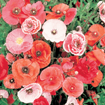Old Glory Red, White & Blue Flower Mix in "Made in the USA" - Bentley Seeds
