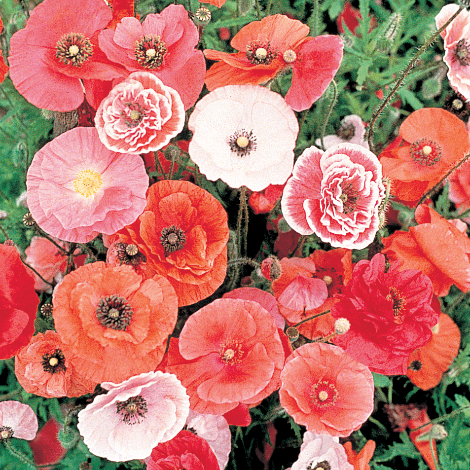 Old Glory Red, White & Blue Flower Mix in "Made in the USA" - Bentley Seeds