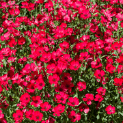 Made in the USA Circle garden seeds
