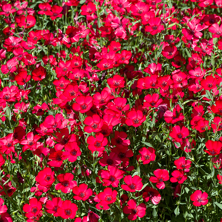 Made in the USA Circle garden seeds