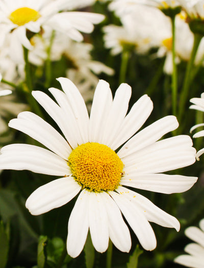 Daisy, Shasta seed packet