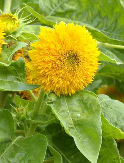 Sunflower, Sungold/Dwarf seed packet