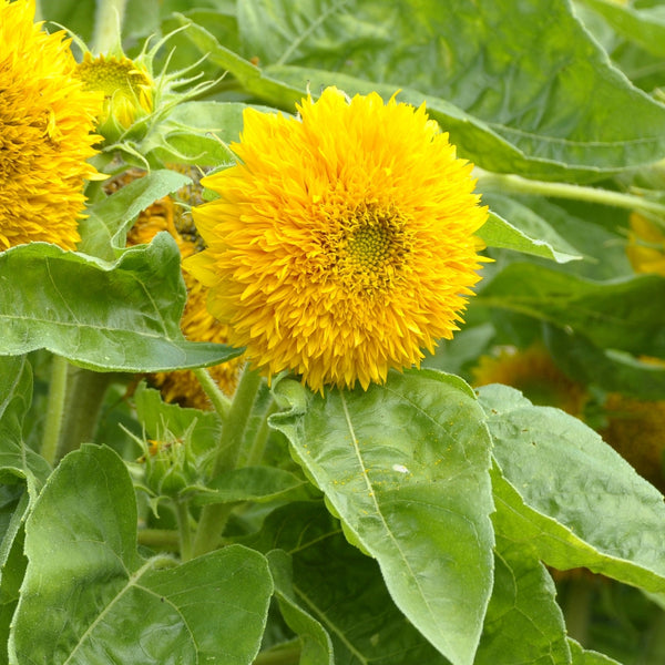 Sunflower - Dwarf Sungold Sunflower Seed (Bulk) - Bentley Seeds