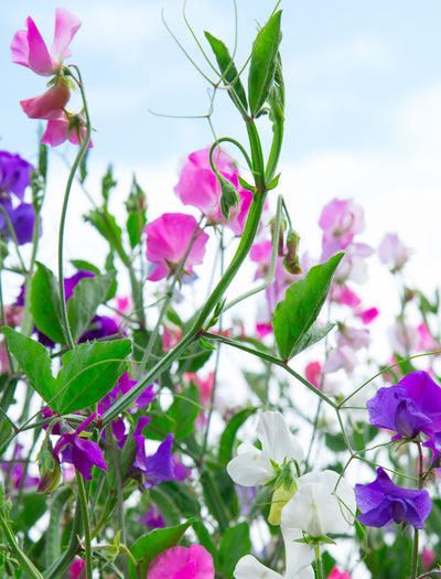 Sweet Pea Flower seed packet