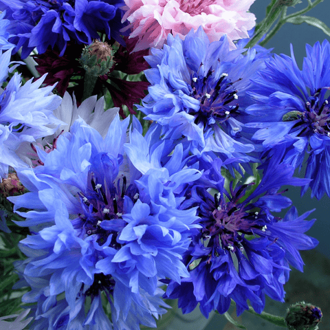Fourth of July Red, White & Blue Flower Mix in "Star" - Bentley Seeds