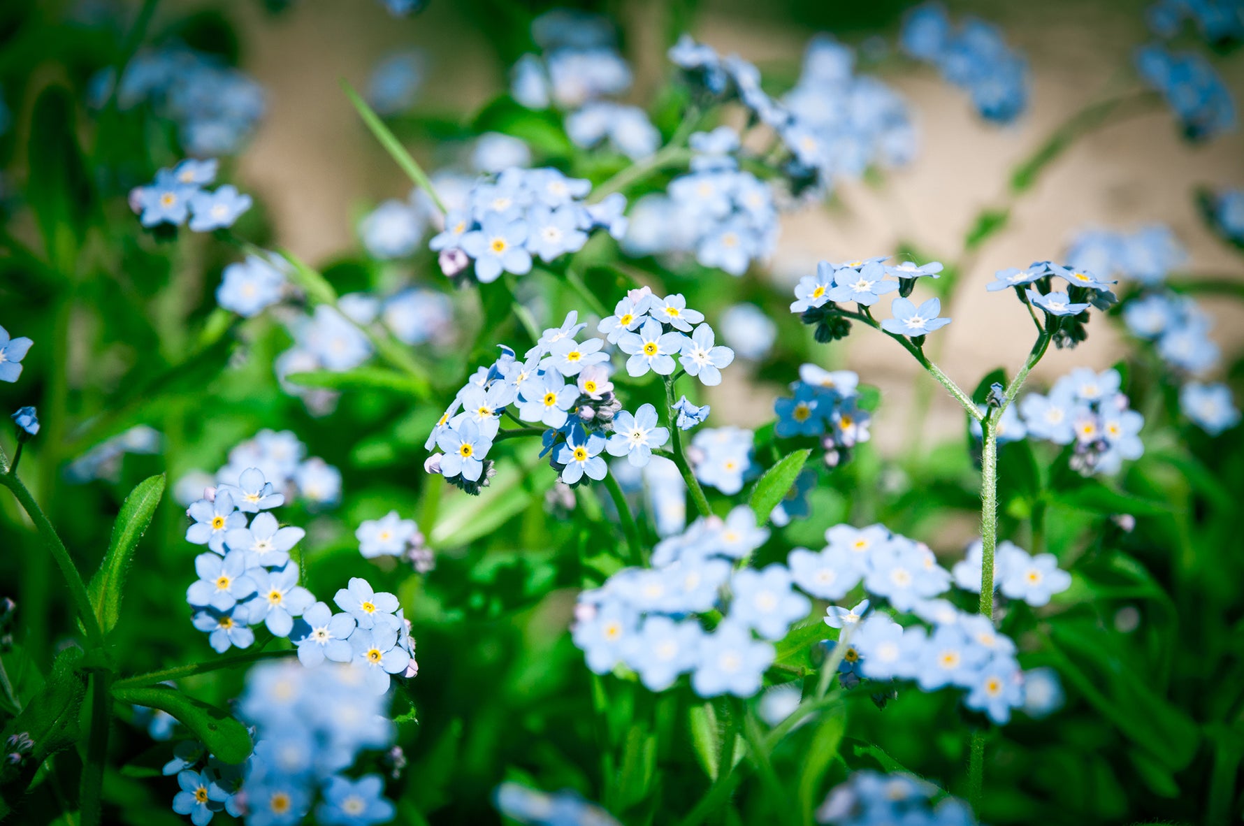 forget me not seed to flower time Full Custom - Forget-Me-Not Flower Seed