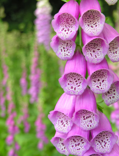 Foxglove flower seeds