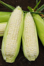 Corn flower seeds